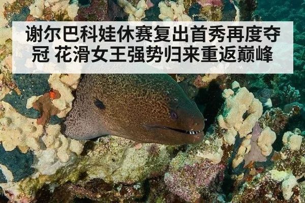 谢尔巴科娃休赛复出首秀再度夺冠 花滑女王强势归来重返巅峰